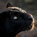 slides/_MG_5542.jpg wildlife, feline, big cat, cat, predator, fur, black, leopard, panther, eye WBCS21 - Black Leopard